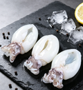 Baby Cuttlefish